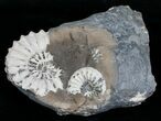 Multiple White Pleuroceras Ammonite - Germany #6232-2